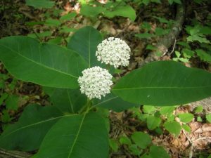 Photo Credit: Ryan Shurette/U.S. Forestry Service