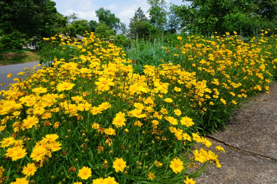 Photo Credit: Pat Chadwick