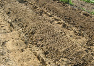 Pseudo sweet potato raised bed