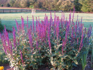 Salvia nemorosa 'Caradonna'