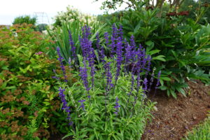 Photo Credit: Pat Chadwick