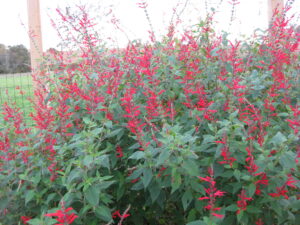 Photo Credit: Pat Chadwick