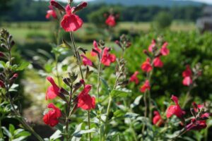 Photo Credit: Pat Chadwick