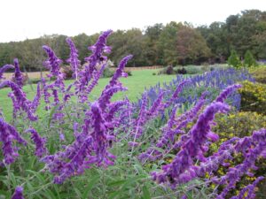 Photo Credit: Pat Chadwick