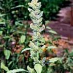 Red Pigweed (Amaranthus retroflexus) a single plant can produce up to 117,000 seeds. Photo Source: Maine.gov