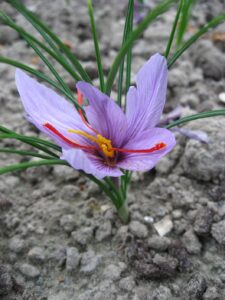 Crocus sativus 