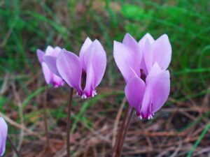 Cyclamen hederifolium