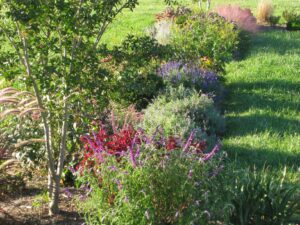 Author's Ornamental Garden in September