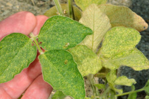 Spider Mite Damage