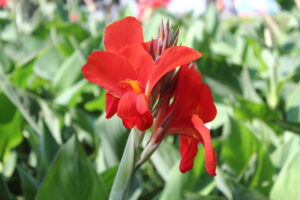 Canna Lily Flower