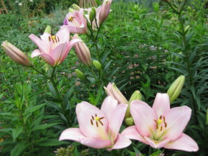 Asiatic Lily 'Peau Douce'
