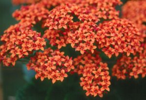 Kalanchoe