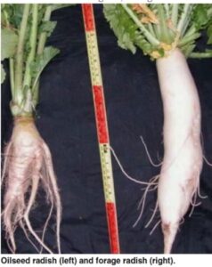 Photo Source: Maryland Cooperative Extension, Fact Sheet 824