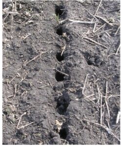 Radish Holes after winter Kill, Photo Source: Joel Gruver, Western Illinois University