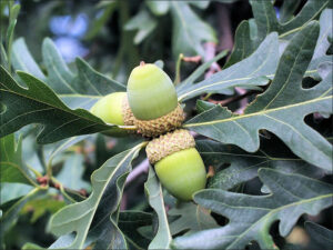 White Oak Tree Acorns