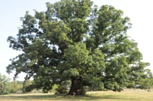 Earlysville White Oak Tree