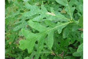 Rounded Lobes of White Oak Foliage