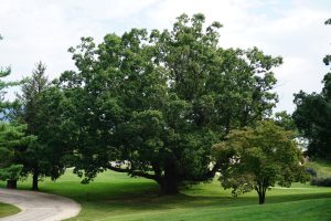 Ancient White Oak Tree at Emmanuel Episcopal Church in Greenwood, Virginia