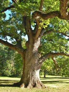 Stately White Oak Tree 