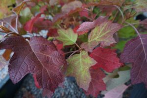 Burgundy and Purple Autumn Foliage of Oakleaf Hydrangea