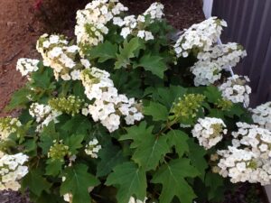 Dwarf Oakleaf Hydrangea 'Munchkin'