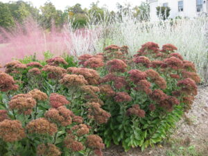 Tall Sedum Seed Heads in Late Autumn. Photo: Pat Chadwick