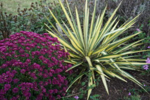 Yucca 'Color Guard' Photo: Pat Chadwick