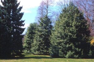 Photo Credit: hort-uconn.edu