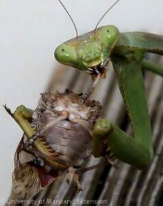 bmsb-praying-mantids