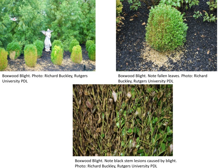 boxwood-blight-photos-2