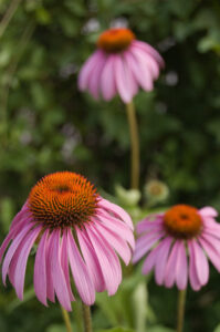 Echinacea purpurea Photo: Jacob Rus