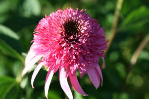 Echinacea purpurea 'Razzmatazz' Photo: Dreamdan