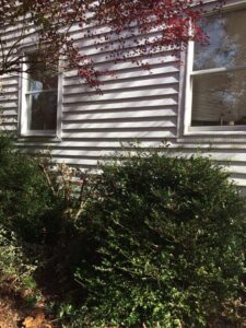 Buxus 'Green Beauty'