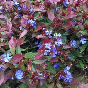 Photo Source: Wikimedia Commons