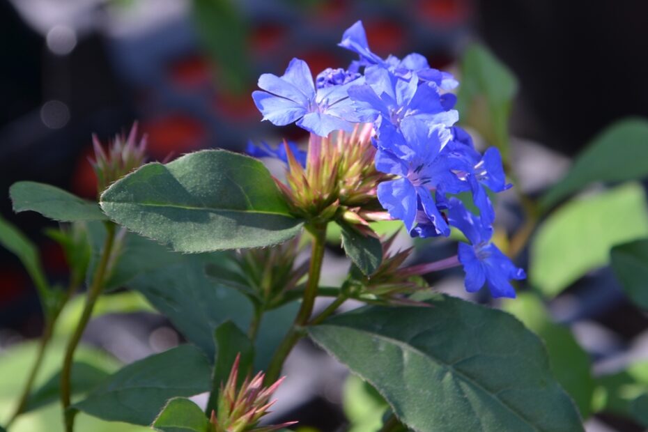 Photo Source: Lewis Ginter Botanical Garden