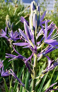 camassia by Cathy Caldwell