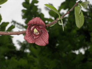 Pawpaw Flower