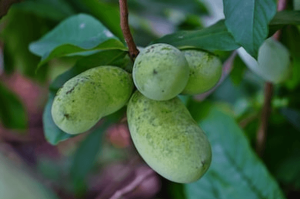 Pawpaw cluster