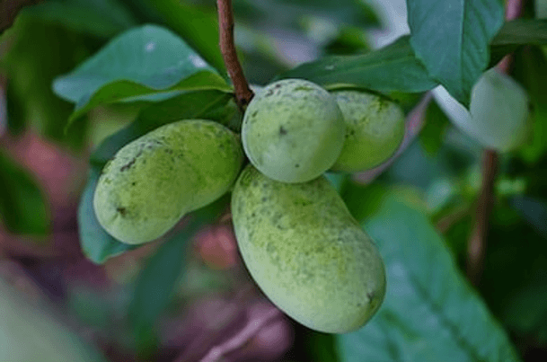 Pawpaw cluster