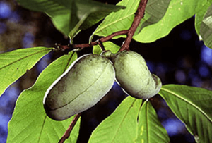 Pawpaw fruit on tree branch
