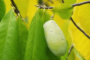 Pawpaw leaf and fruit
