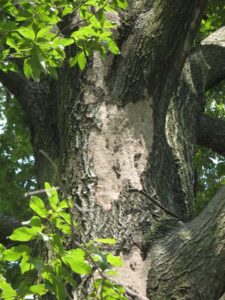 the trunk of a large oak tree with big tan smooth patches where the bark is damaged
