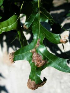 shiny green oak leaves with raised dark brown lesions