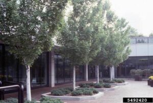 a line of 4 trees with green leaves in the courtyard of a building