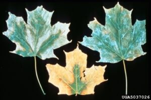 photo of 3 maple leaves against a black background. They're from trees suffering from verticillium wilt and they're brown and faded on the margins and green in the center.