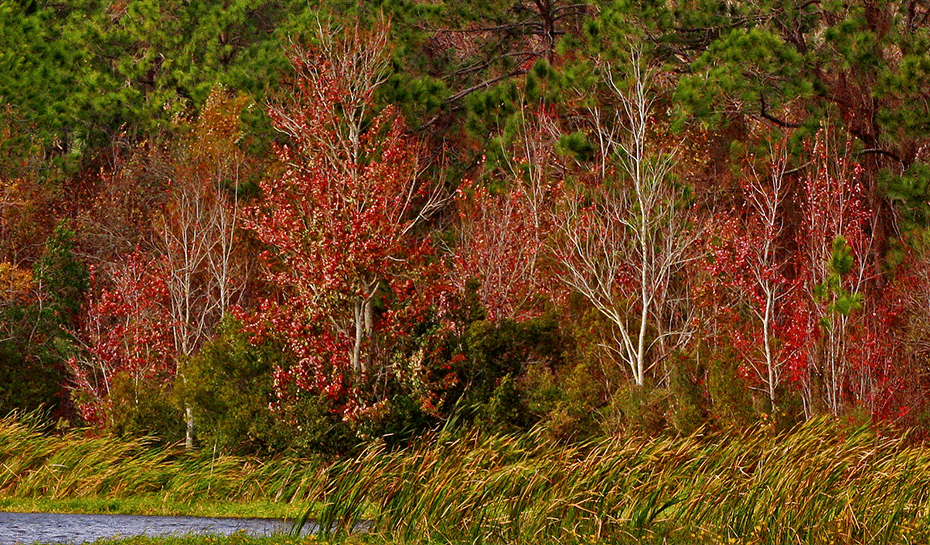 a line of bright red maple trees behind some tall grass