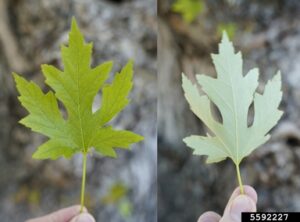 a maple leaf with deep sinuses. One its top it's light green, on the bottom it's very pale green, almost white.