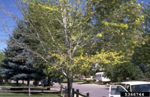 a partially defoliated maple tree, its remaining leaves wilted and yellow, along the side of a street