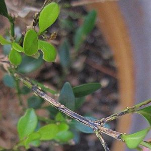 stem of a boxwood with blight, showing black streak on stem