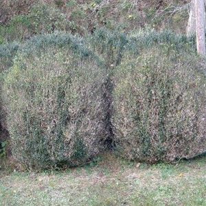 boxwood plants showing defoliation